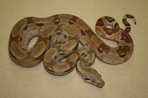 Boa Constrictor